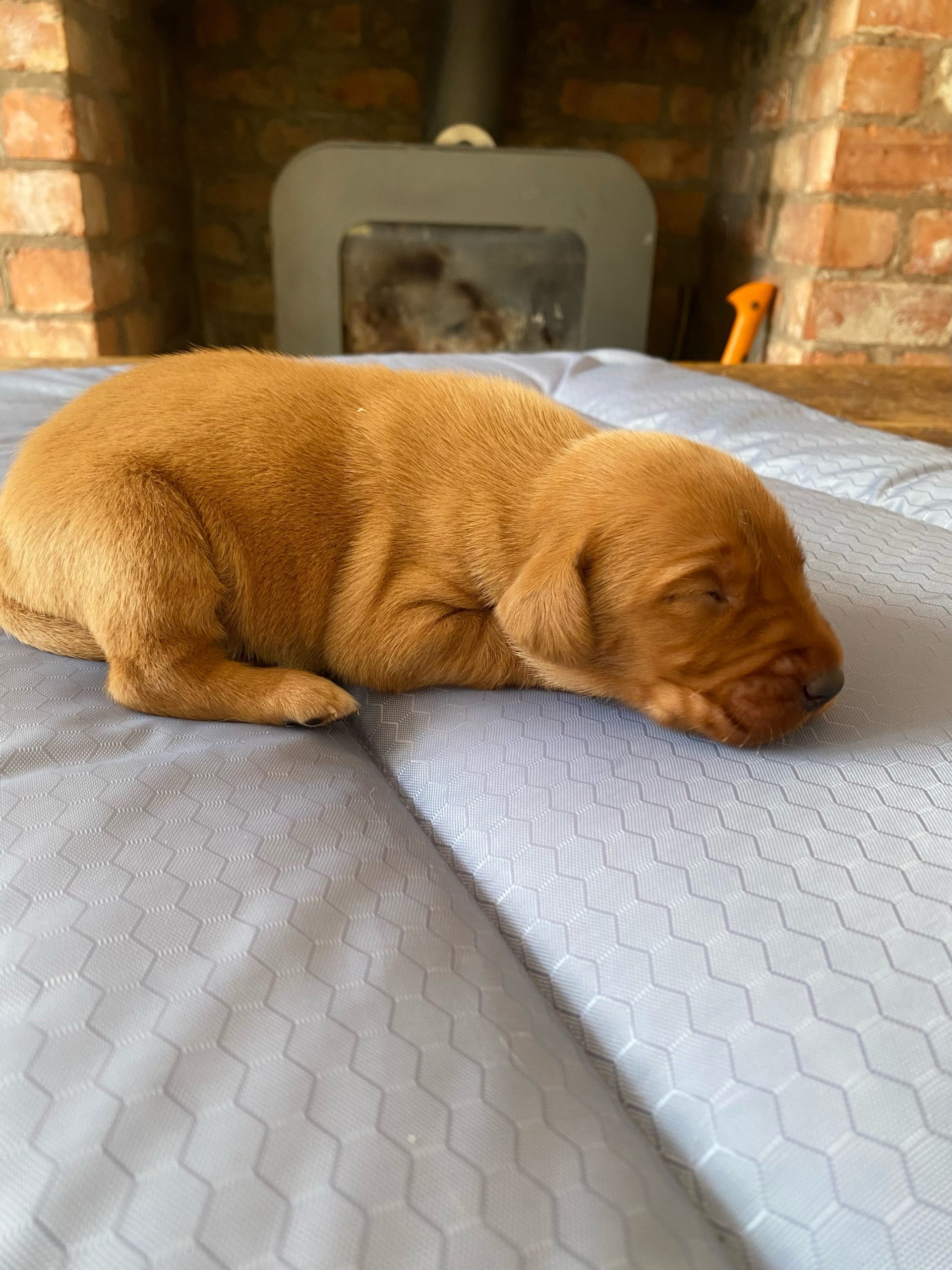 Our Kc Reg Fox Red Labrador Puppies are now 3 weeks old | Fox Red
