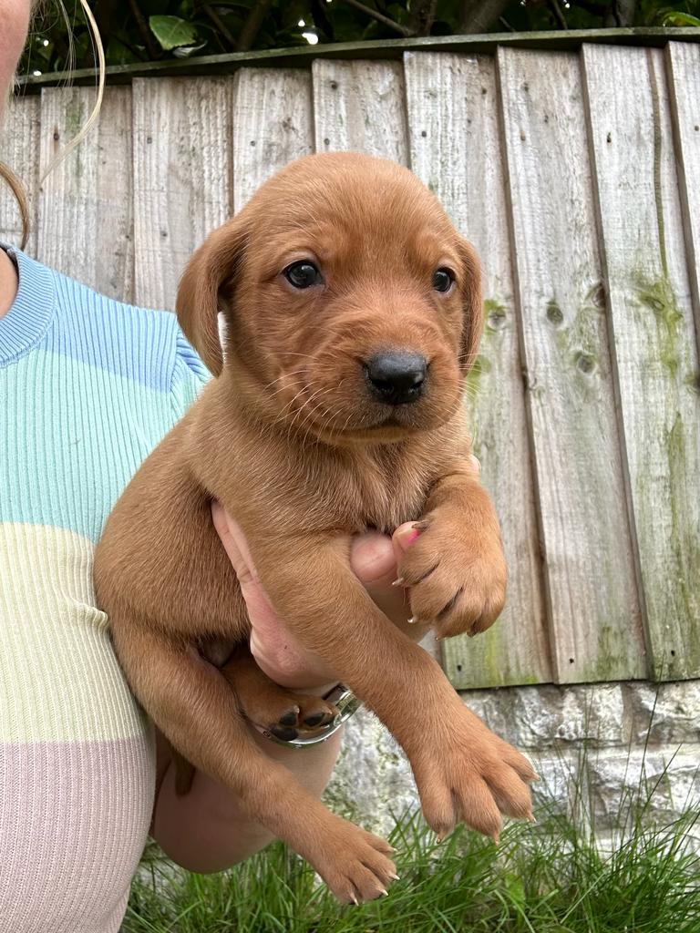 Quality KC Registered Fox Red / Yellow Labrador Puppies available Fox
