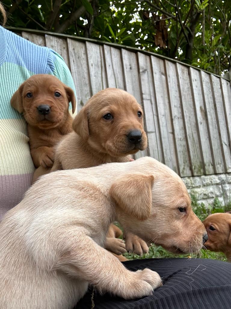 Quality KC Registered Fox Red / Yellow Labrador Puppies available Fox