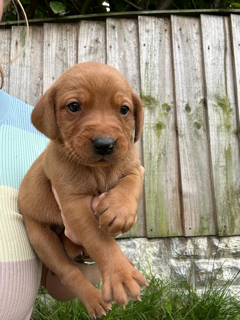 Quality KC Registered Fox Red / Yellow Labrador Puppies available | Fox