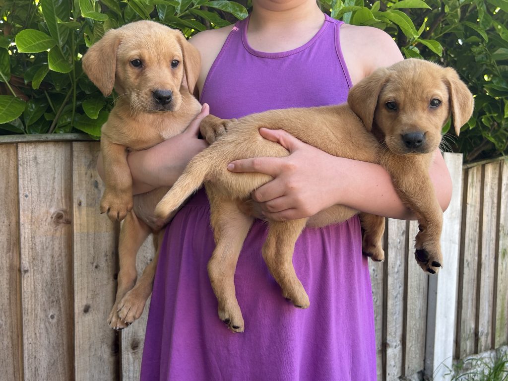 9 week old Fox Red Labrador Puppies Beautiful Fox Red Labradors And