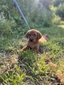 Fox Red Labrador puppies and studs 2 Fox Red Labrador puppy