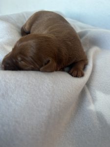 Labradoodle