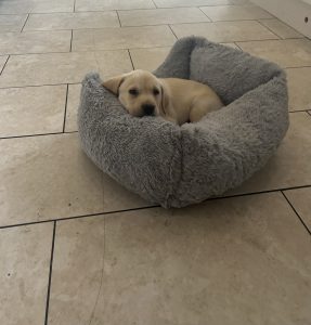 Labrador puppy