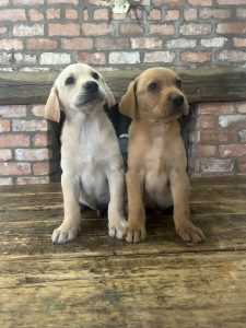 Fox Red Labrador 