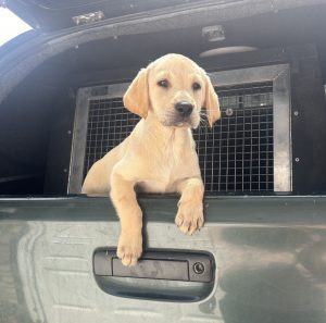 Yellow Labrador puppy