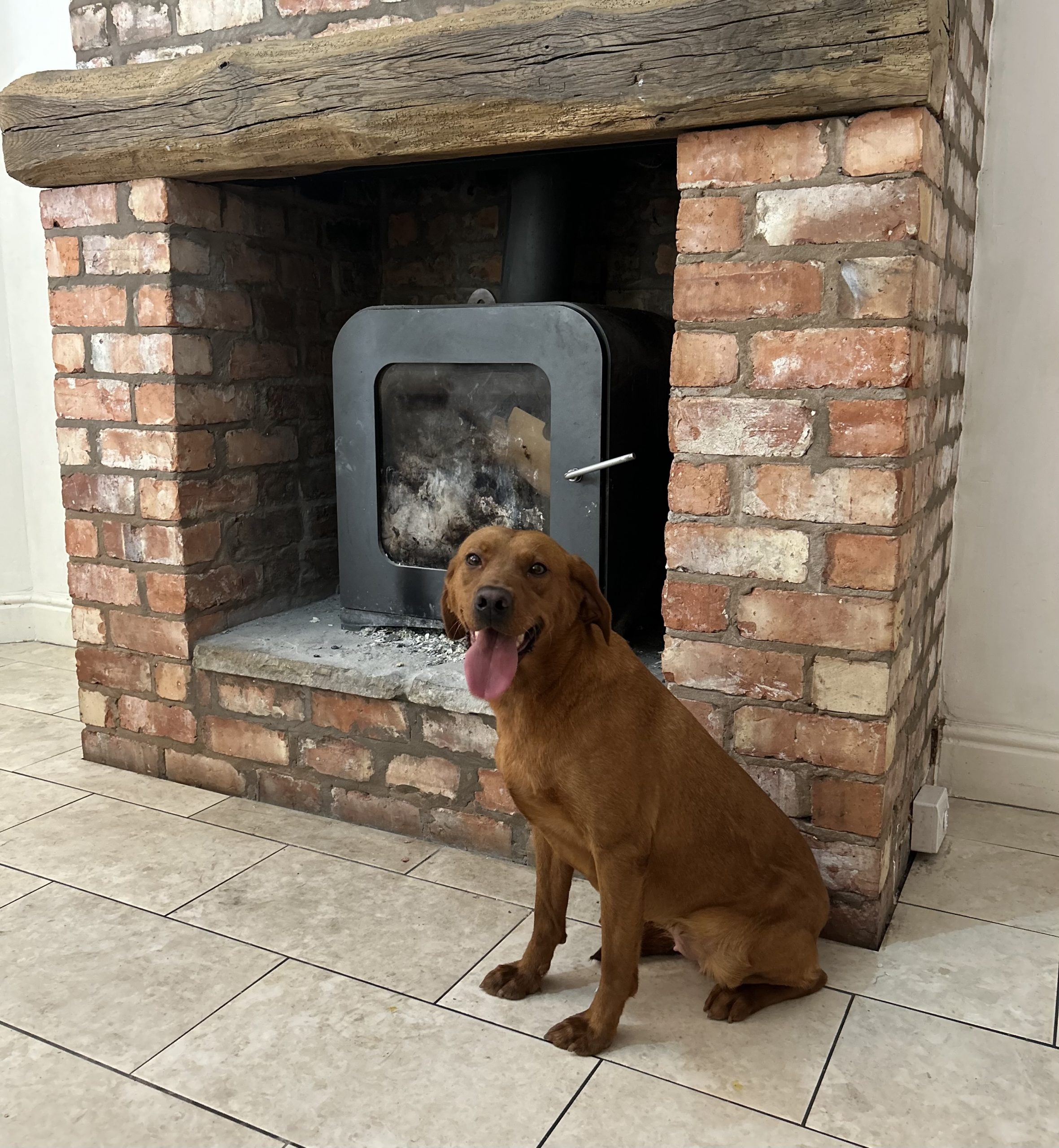 Fox Red Labrador