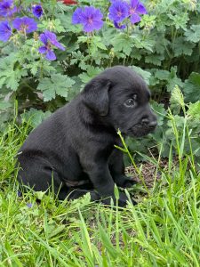 3834f16a 4b0c 40b8 95e1 da4a213db892 Fox Red Labradors And Friends