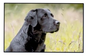 5b21dbd2 5855 46e2 8619 e445332c2adb Fox Red Labradors And Friends
