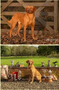 IMG 0588 Fox Red Labradors And Friends