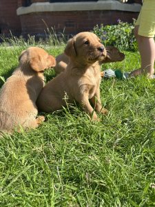 IMG 1454 Fox Red Labradors And Friends