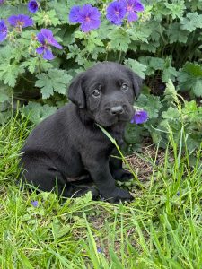 a077c802 f948 40db ba2c 8e00c1ad450d Fox Red Labradors And Friends