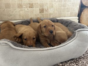 IMG 2522 Fox Red Labradors And Friends