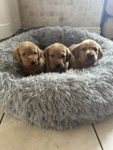 IMG 2645 Fox Red Labradors And Friends