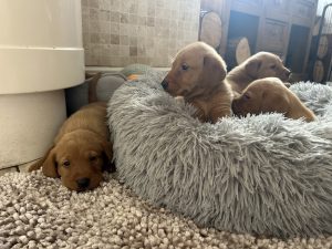 IMG 2654 Fox Red Labradors And Friends