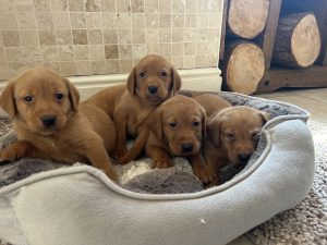 IMG 2767 Fox Red Labradors And Friends