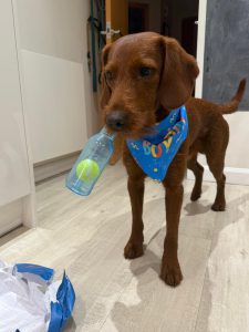 0d482b92 f8ca 4e71 b9f2 e9b72758ceea Fox Red Labradors And Friends