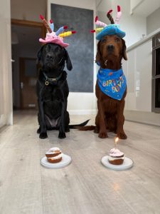836cdde3 f202 495d b8ec 69840bf0def7 Fox Red Labradors And Friends
