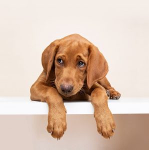 image1 Fox Red Labradors And Friends