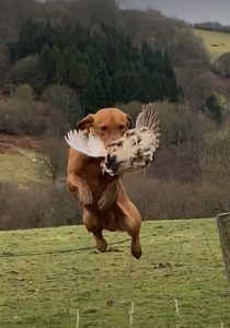 234c27b3 4148 400a bd17 c579d710c12c Fox Red Labradors And Friends