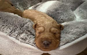 Mini F1 Labradoodle Puppies Fox Red 8 IMG 0758 Fox Red Labradors And Friends