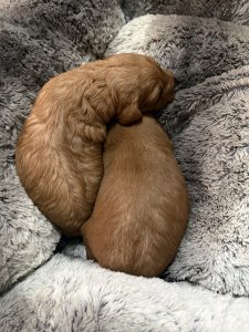 IMG 0763 Fox Red Labradors And Friends