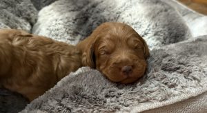 IMG 0769 Fox Red Labradors And Friends