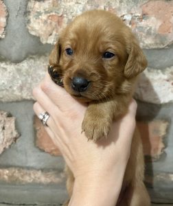 IMG 0817 Fox Red Labradors And Friends