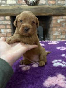 IMG 0827 Fox Red Labradors And Friends