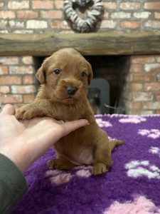 IMG 0828 Fox Red Labradors And Friends