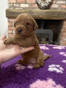 IMG 0829 Fox Red Labradors And Friends