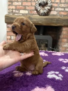 IMG 0830 Fox Red Labradors And Friends