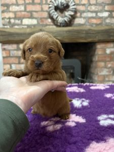IMG 0831 Fox Red Labradors And Friends