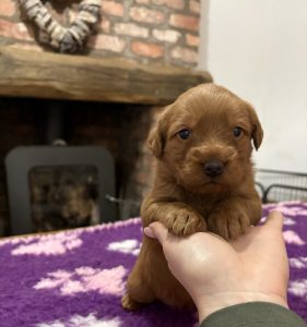 IMG 0833 Fox Red Labradors And Friends