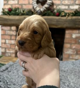 Mini F1 Labradoodle Puppies Fox Red 5 IMG 1301 Fox Red Labradors And Friends