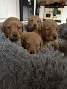 Fox Red Labrador Puppies 1 IMG 1597 Fox Red Labradors And Friends