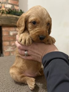 IMG 1653 Fox Red Labradors And Friends