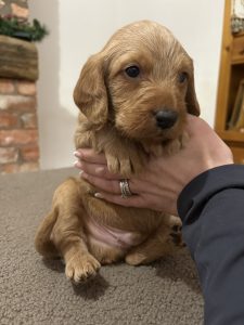 IMG 1654 Fox Red Labradors And Friends