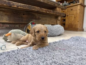 IMG 1656 Fox Red Labradors And Friends