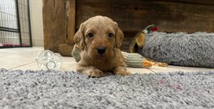 IMG 1657 Fox Red Labradors And Friends