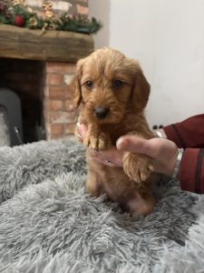 IMG 2044 Fox Red Labradors And Friends