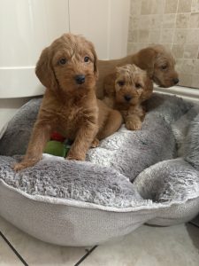 IMG 2086 Fox Red Labradors And Friends