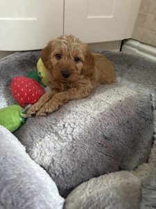 IMG 2106 Fox Red Labradors And Friends