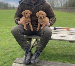 IMG 9923 Fox Red Labradors And Friends