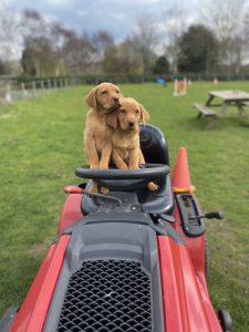 Fox Red Labrador Puppies 4 IMG 9943 Fox Red Labradors And Friends