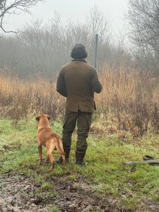 d77f48ac d73e 4da1 ac13 5276eb70a974 Fox Red Labradors And Friends