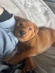 124be5ec 7827 477c ab4b 8ccb61d4cfd3 Fox Red Labradors And Friends