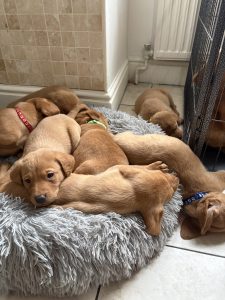 IMG 1999 Fox Red Labradors And Friends