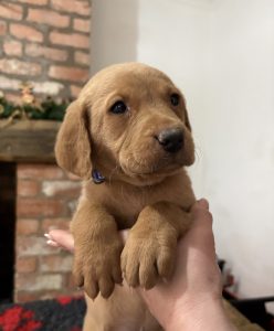 IMG 2028 Fox Red Labradors And Friends