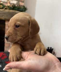 IMG 2029 Fox Red Labradors And Friends